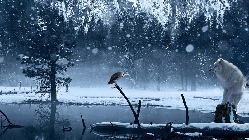 Фотообои Волк в Зимнем лесу