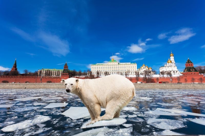 Фотообои Белый медведь