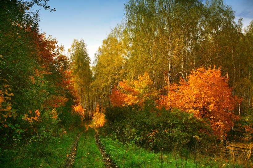 Фотообои Осенний лес