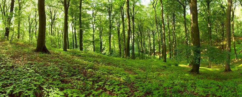 Фотообои Панорама склона леса