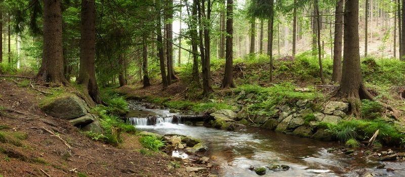 Фотообои Небольшой Ручей в лесу