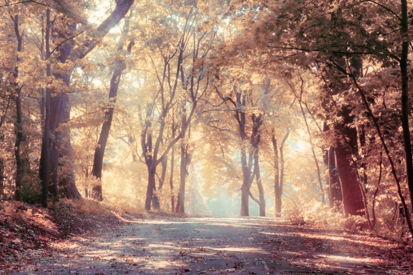 Фотообои Желтый лес