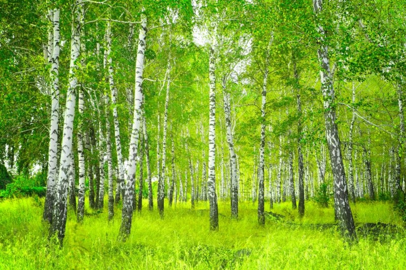 Фотообои Березовый лес