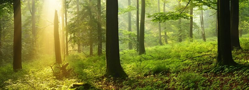 Фотообои Солнце в лесу и темные стволы деревье