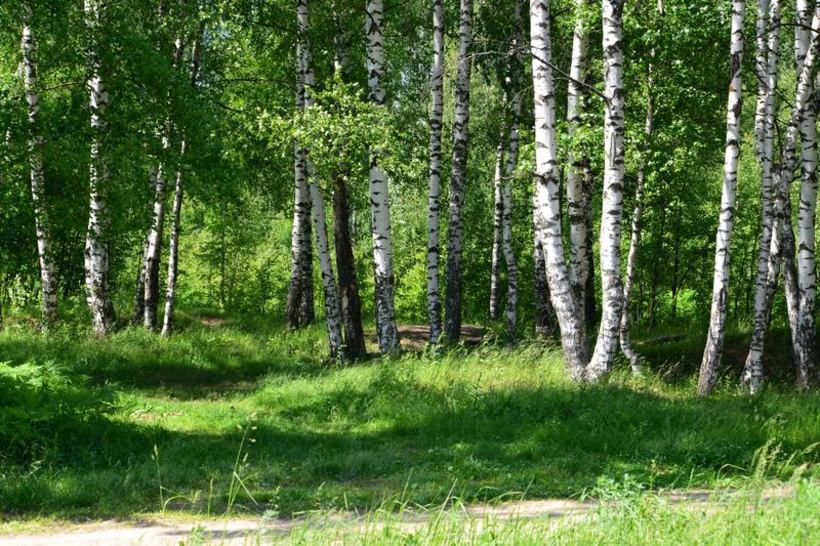 Фотообои Березовый зеленый лес