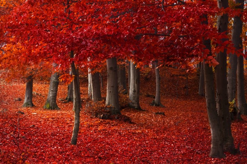 Фотообои Красный лес