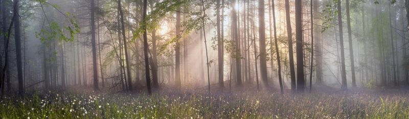 Фотообои Панорама леса в тумане