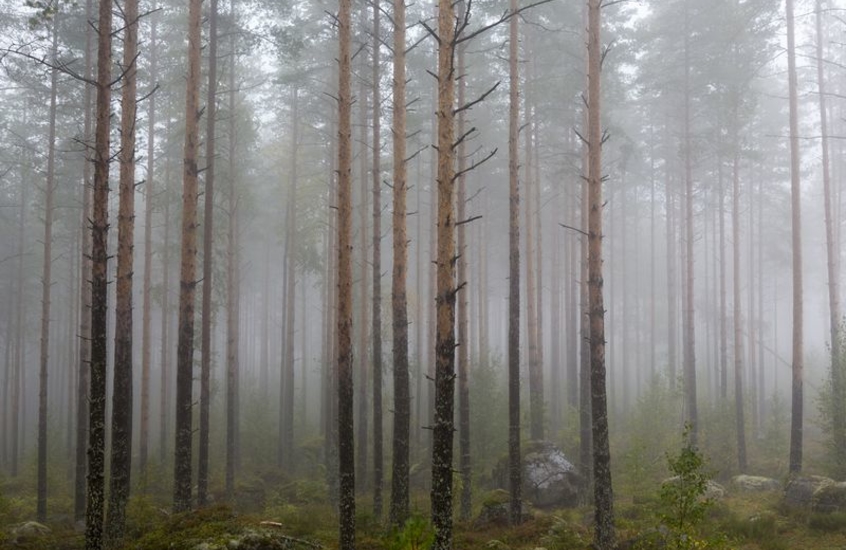 Фотообои Хвойный Лес в тумане