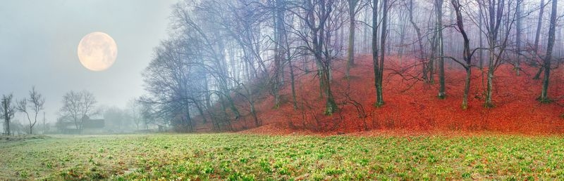 Фотообои Панорама леса осенью
