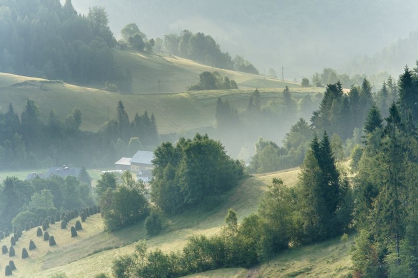 Фотообои Легкий Туман в лесу