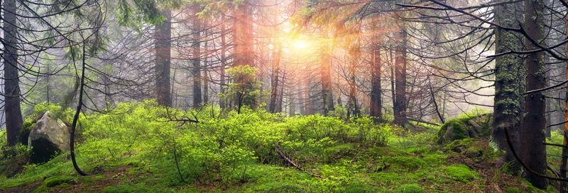 Фотообои Панорама леса