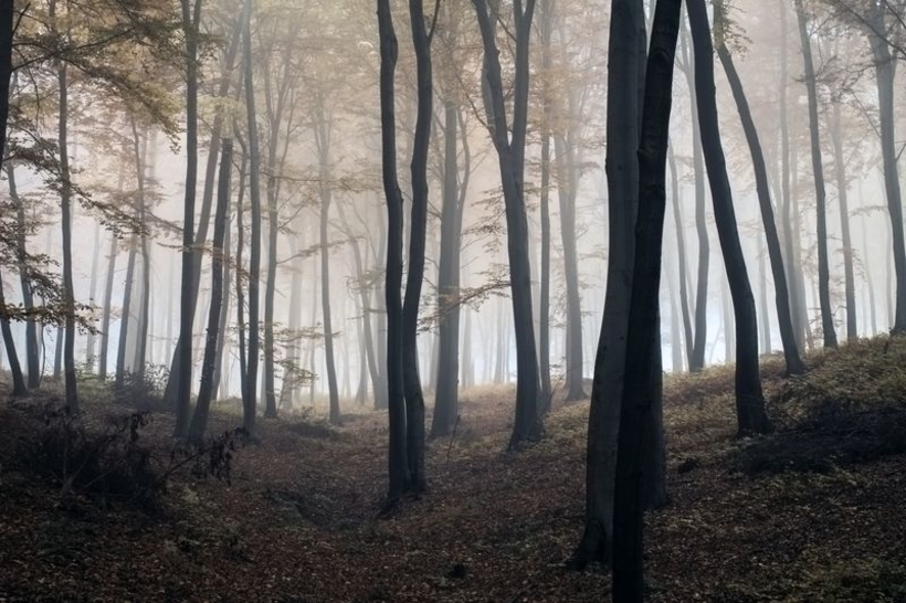 Фотообои Лес в тумане