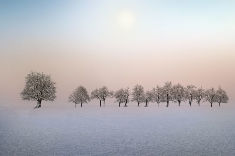 Фотообои Зимний покров в лесу
