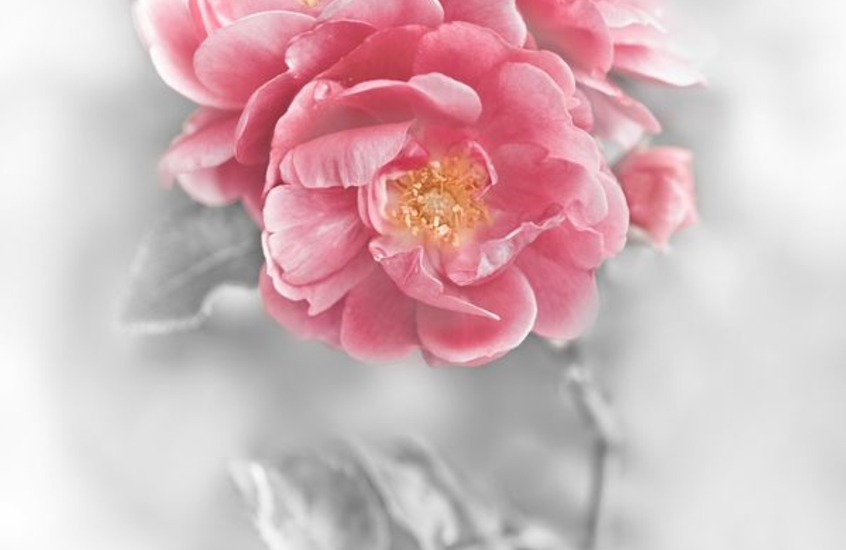 Фотообои Яркий розовый цветок на белом фоне