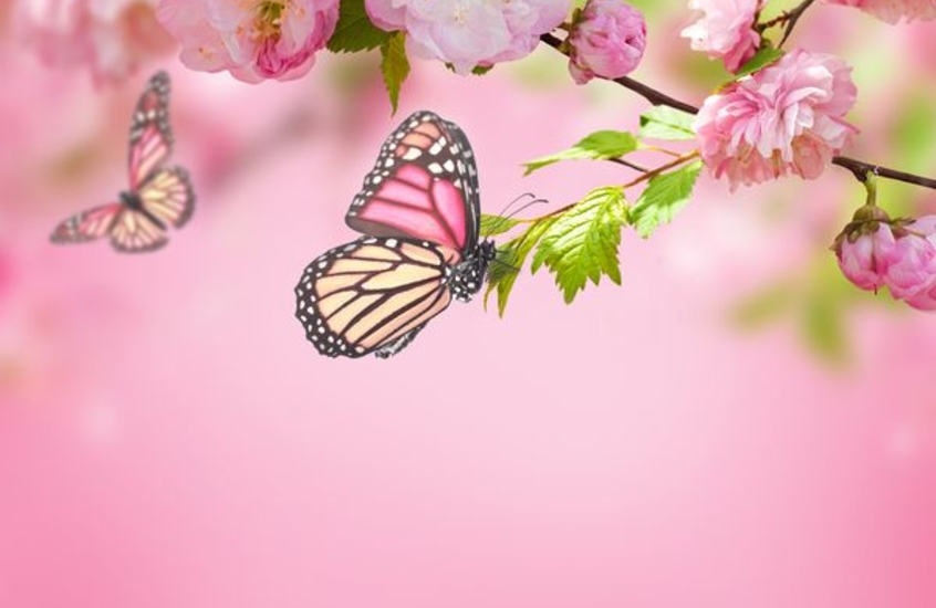 Фотообои Розовые цветы и бабочка на ветке