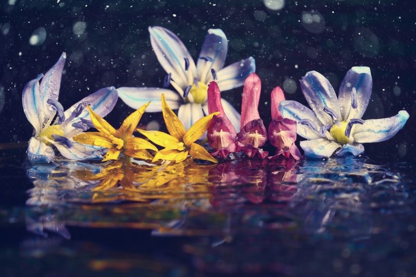 Фотообои Разноцветные цветы на темном фоне на воде