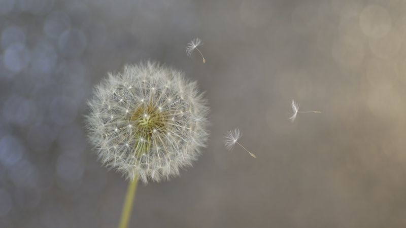 Фотообои Белый одуванчик на темном фоне
