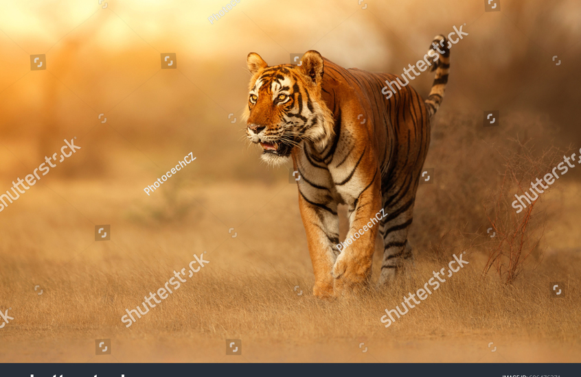 Фотообои Тигр в саванне