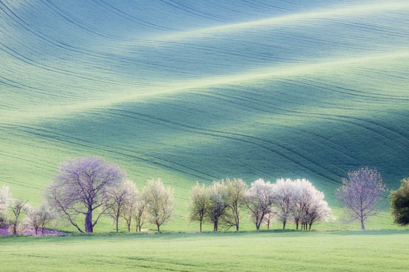 Фотообои Деревья на горных лугах