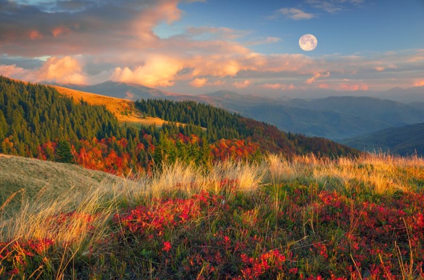 Фотообои Цветные луга