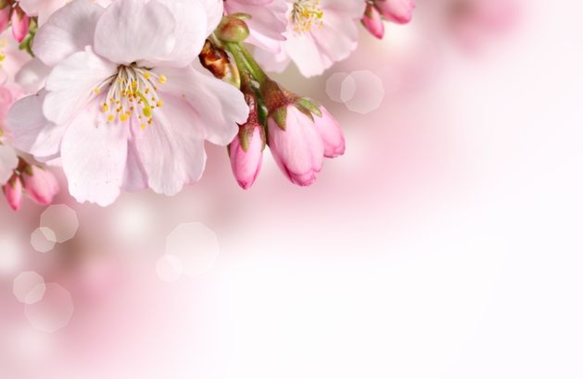 Фотообои Цветение ветки сакуры крупным планом