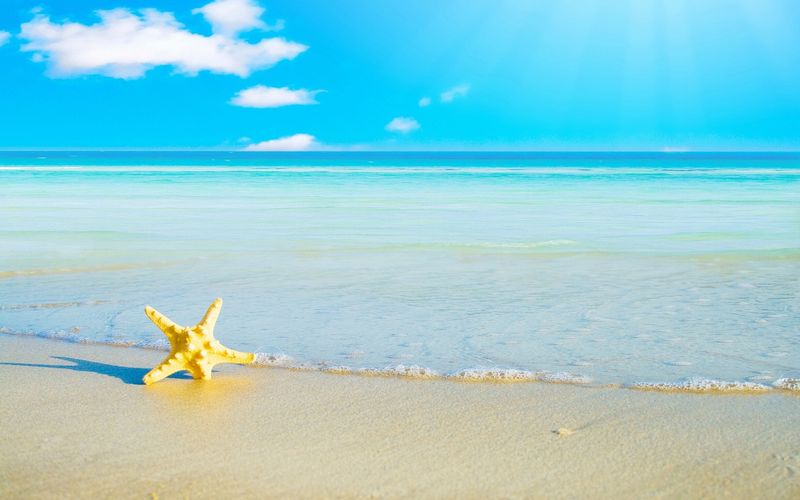 морская звезда на берегу