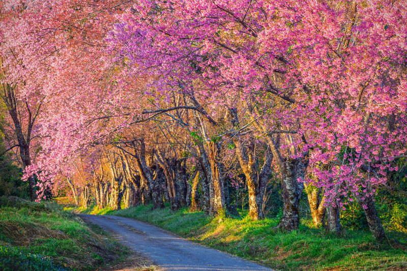 Дорога сковь розовую листву