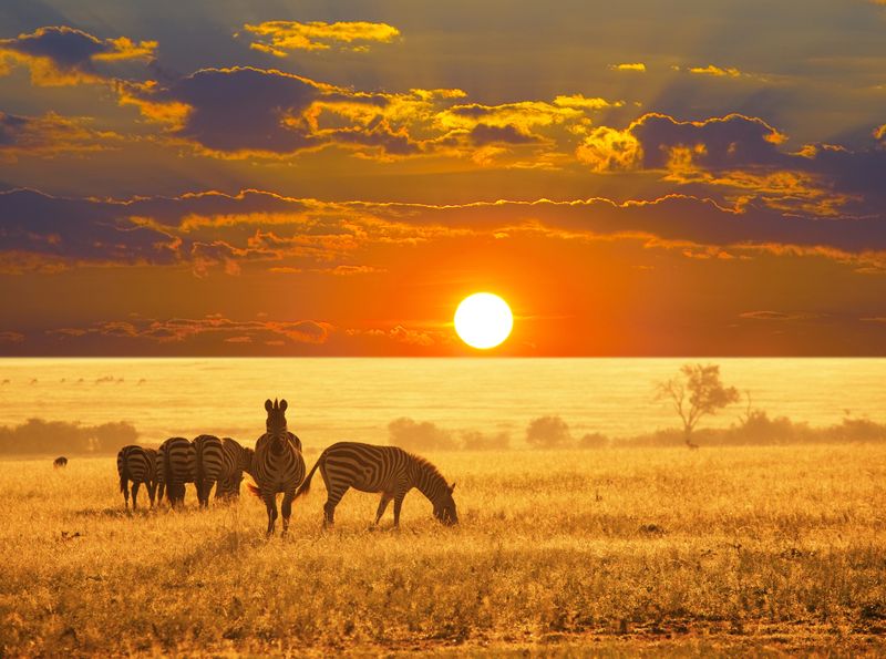 Зебры на закате в Африке