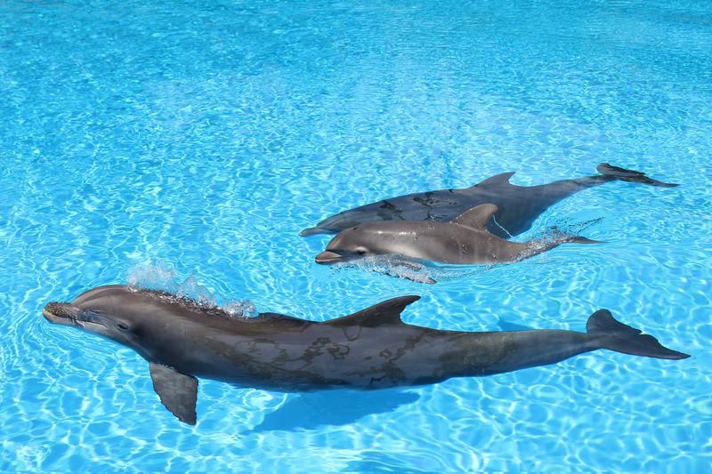 3 Дельфина