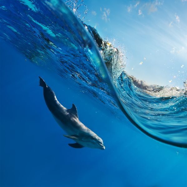 Дельфины в волне