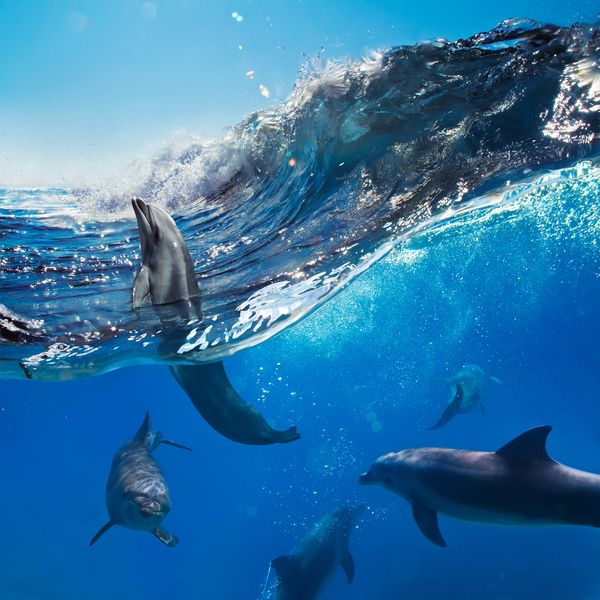 4 Дельфина плывут в волне