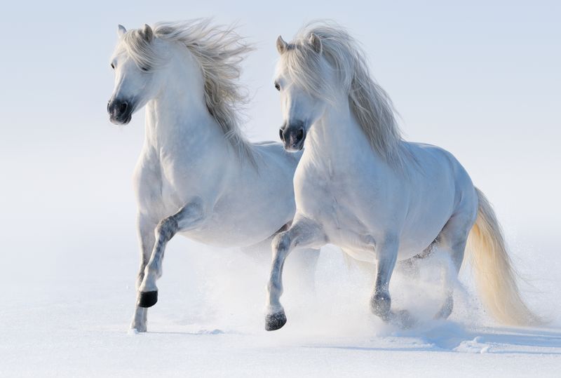 Белые лошади в зимнем поле