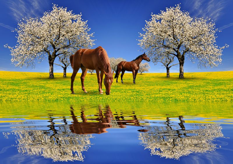 Лошадки на поле