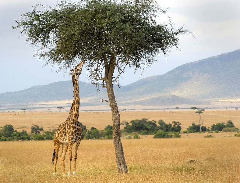 Жираф кушает