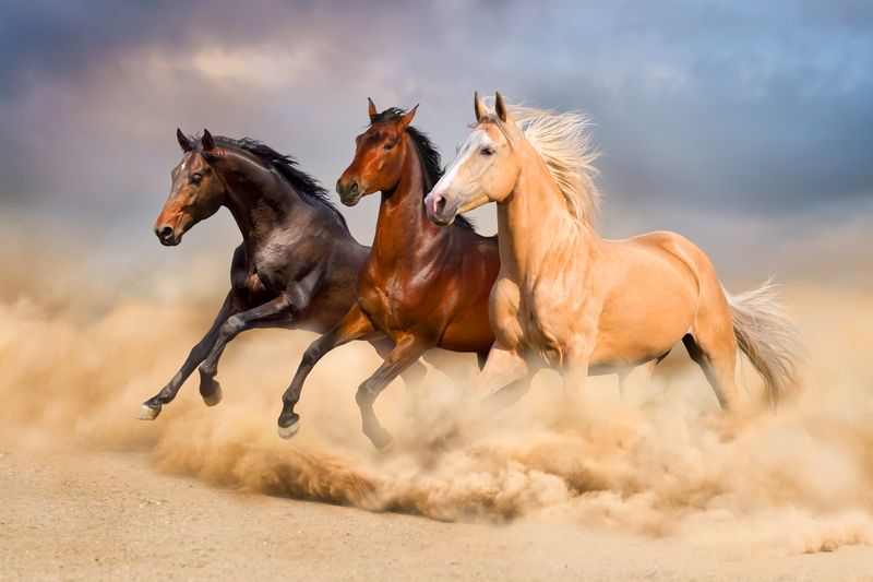 Лошади в пустыне