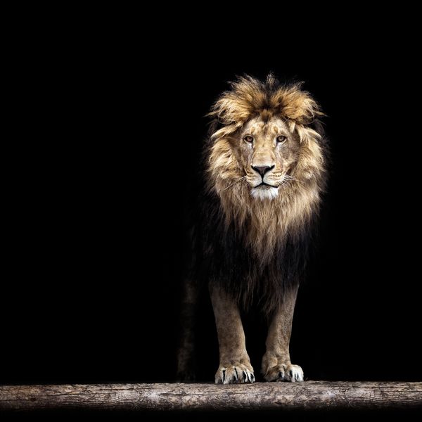 Лев - Король зверей
