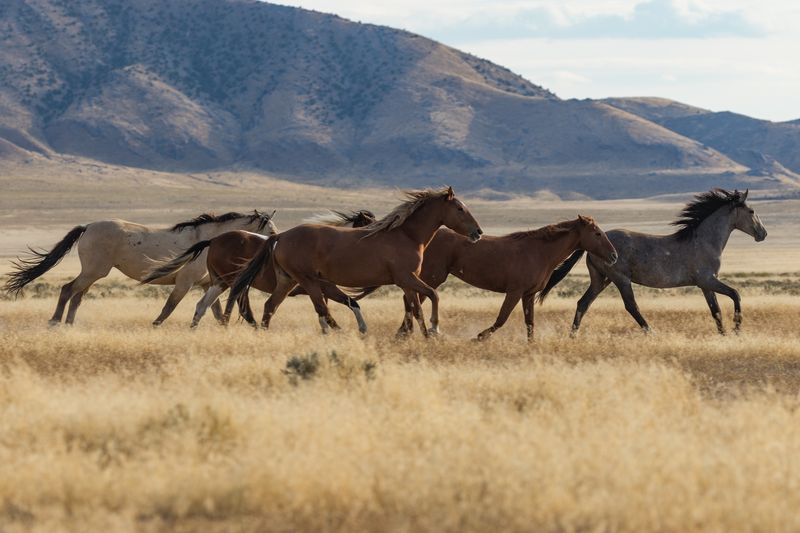 Табун лошадей на горном плато