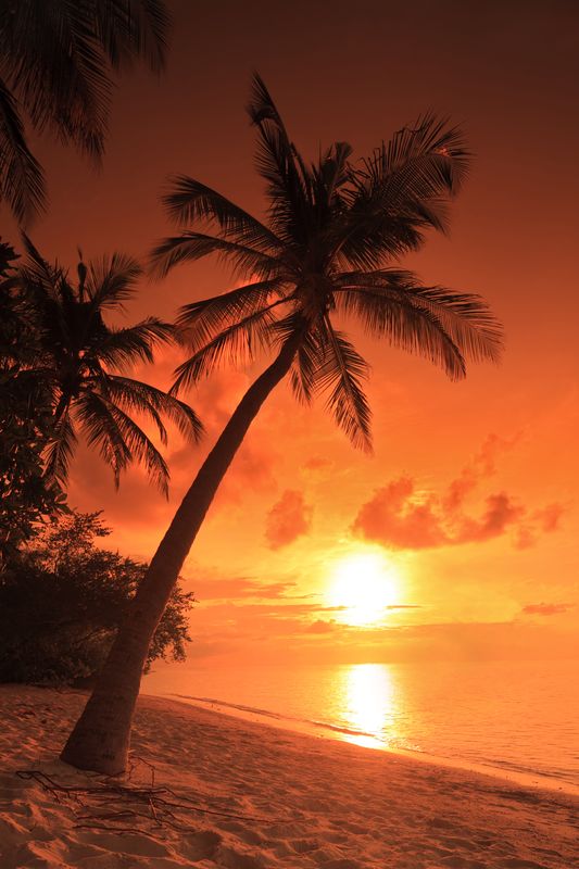 Пальма на берегу на закате