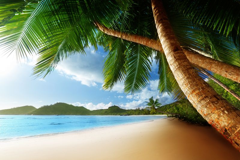 Большие пальмы на пляжи