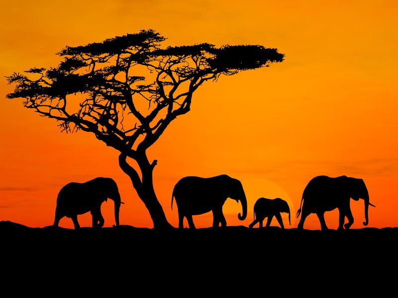 Слоны в закате