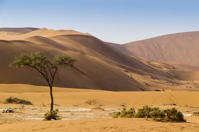 Барханы песка и одинокое дерево