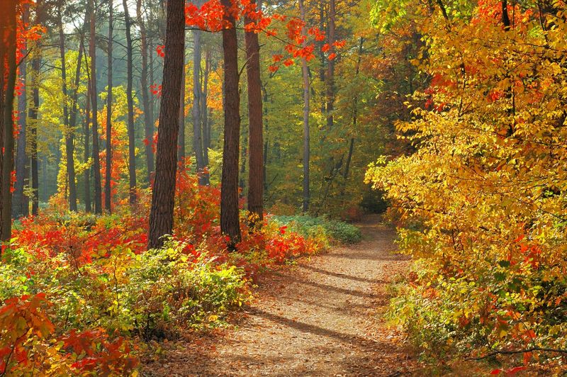 Осенние краски леса