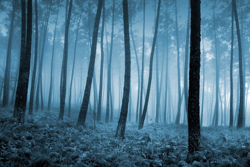 Таинственный туманный лес