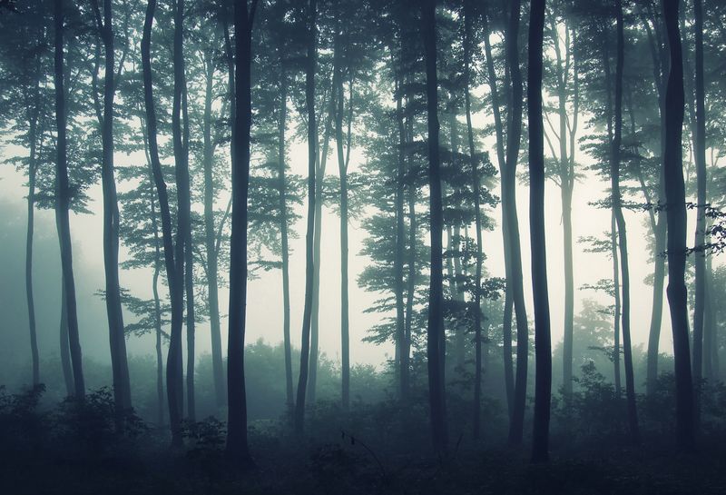 Лес в тумане утром