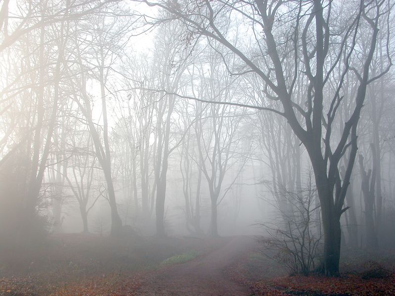 Лес в тумане днем