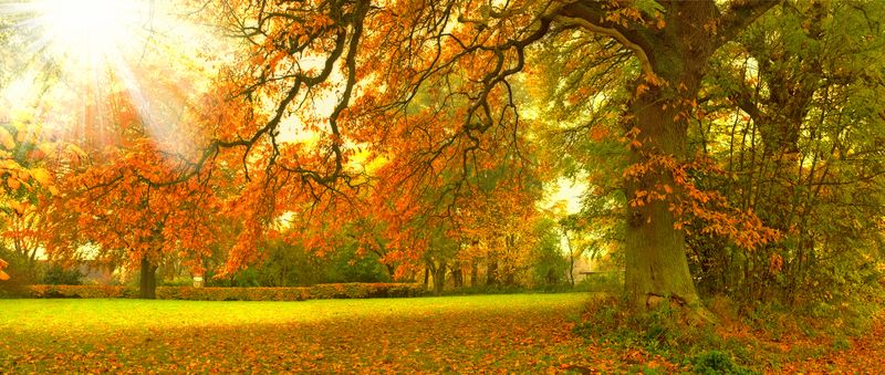 Осенняя листва под лучами солнца