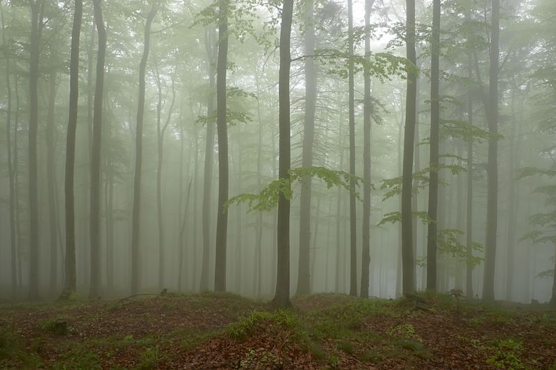 Хвойный Лес в тумане