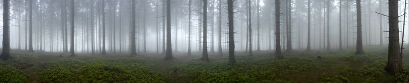 Панорама туманного леса