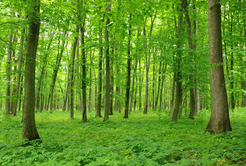 Яркий зеленый лес