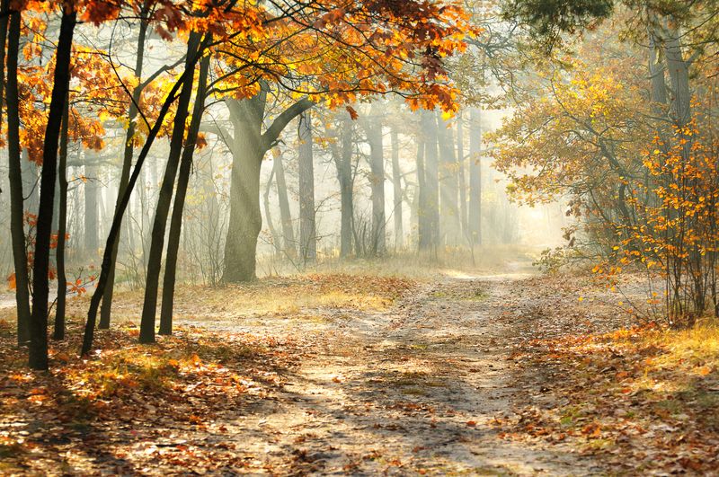 Дорожка в Осеннем лесу